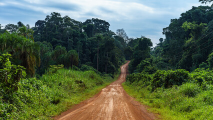 Dirt Road in Rainforest
