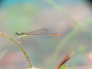 dragonfly on a leaf