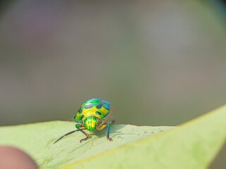 bug on green leaf