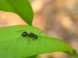 insect, nature, leaf, macro, bug, animal, fly, beetle, closeup, spider, insects, plant, wildlife, grass, wild, close-up, brown, ant, fauna, close, pest, animals, eye, flower, small