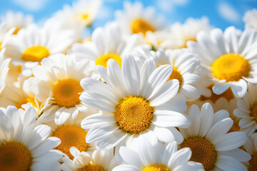 Obraz premium A bouquet of beautiful white daisies close-up against a blue sky. Summer chamomile background. Generated by artificial intelligence