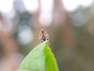 insect, nature, macro, green, leaf, bug, animal, dragonfly, wildlife, spider, closeup, fly, grasshopper, wings, close-up, summer, grass, wild, fauna, small, butterfly, wing, orange, plant, insects