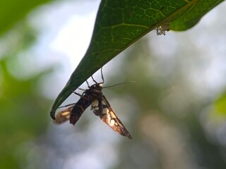 insect, nature, macro, animal, leaf, dragonfly, bug, green, fly, wildlife, closeup, butterfly, wings, summer, grasshopper, fauna, wild, wing, grass, plant, flower, red, black, caterpillar, small