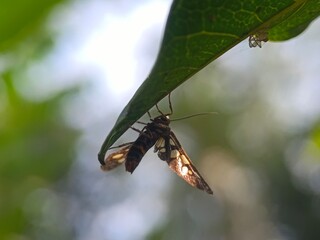 insect, nature, macro, animal, leaf, dragonfly, bug, green, fly, wildlife, closeup, butterfly, wings, summer, grasshopper, fauna, wild, wing, grass, plant, flower, red, black, caterpillar, small