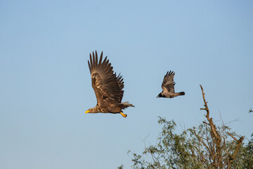 The white-tailed eagle (Haliaeetus albicilla)