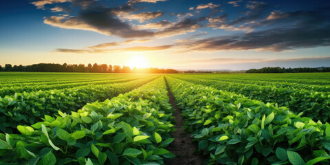 Agricultural, soy plantation on field.