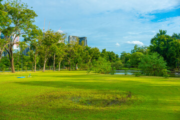 Fototapeta premium Green meadow grass in city public forest park with tree sky sunset light