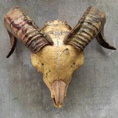 A male goat skull with backward-curved horns is used as a wall decoration, photographed from the front of the skull.