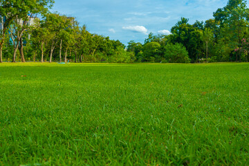 Fototapeta premium Green meadow grass in city public forest park with tree sky sunset light