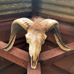 A male goat skull with backward-curved horns is used as a wall decoration, photographed from the front-underneath the skull