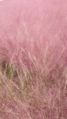 Fototapeta premium Pink Muhly that resembles lavender
