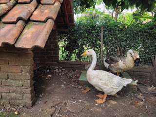 A pair of adult domestic geese (Anser sp.), a white female and a gray male, are standing in front of their nest in the yard of a house with no water puddles.