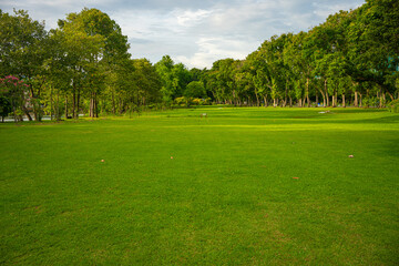 Fototapeta na wymiar Green meadow grass in city public forest park with tree sky sunset light