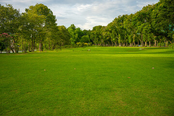 Green meadow grass in city public forest park with tree sky sunset light