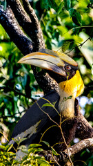 Yellow billed hornbill