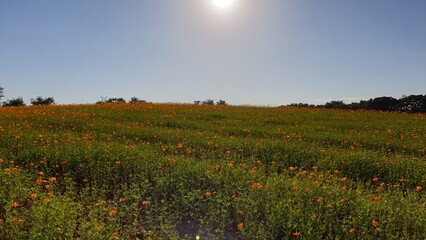 Cosmos Garden in the Afternoon