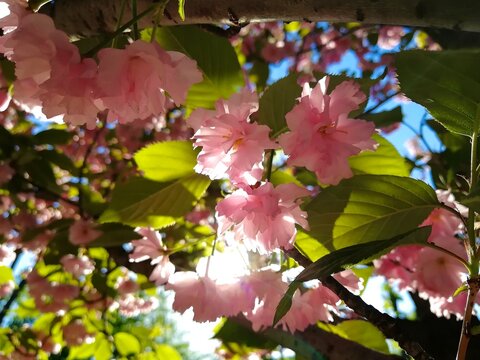 Pink summer/spring flowers