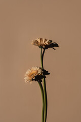 Delicate pale peach gerbera flower stems on tan beige background. Aesthetic close up view floral...