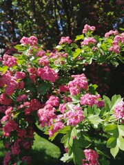 Pink summer/spring flowers