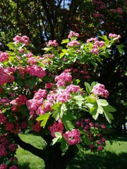 Pink summer/spring flowers