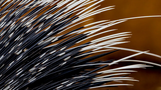 Close up of Porcupine quills 