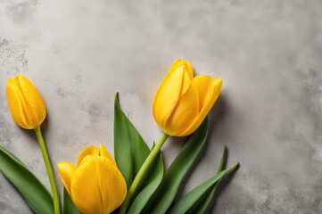 Fototapeta premium Vibrant Yellow Tulips on Concrete