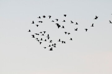 Egret flock in flight, La Pampa province, Patagonia, Argentina