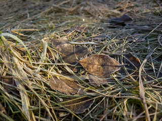 leaf in the grass