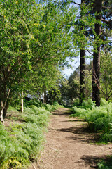 Fototapeta premium Canarian forest in the mountains. Ferula communis L. Green forest in gran Canarian High Mountains. Pico de las nieves.