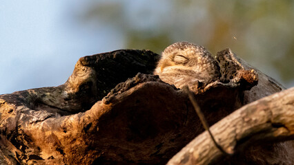 Sleepy Owl