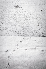 Tracks of birds in the snow. Duck paw prints. Frozen lake. Winter landscape. Cold season. White background.
