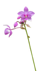 Fototapeta na wymiar close up of Spathoglottis plicata Blume orchid flower isolated transparent background png