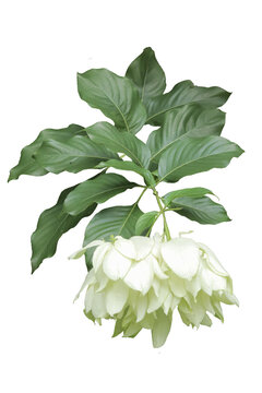 close up of Mussaenda philippica flowers with white flowers and green leaves isolated on transparent background png