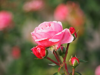 ピンクのバラ　バイランド　つぼみ