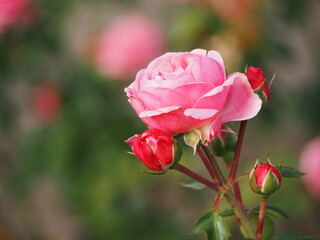 ピンクのバラ　バイランド　つぼみ