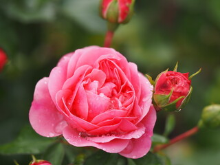 ピンクのバラ　バイランド　つぼみ