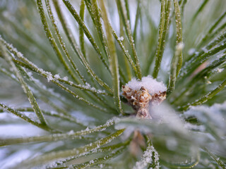 pine branch in frost