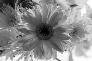 Im Garten und in der Natur: Eine Gerbera © Roland