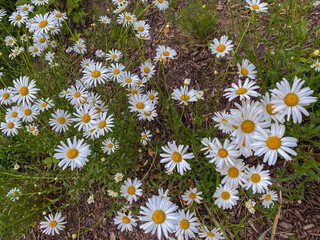 Daisies are in an outside field as beautiful flowers in landscape view with green plant stems 