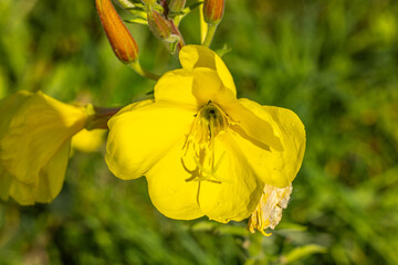 Im Garten und der Natur: Eine Nachtkerze.