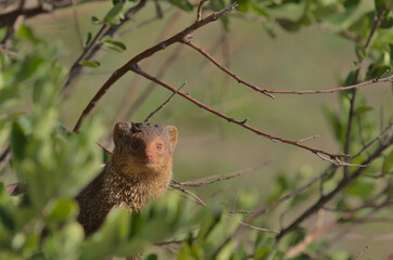 front profile of cute and shy common dwarf mongoose standing alert in the wild bushes of tarangire national park, tanzania