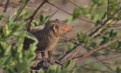 side view of common dwarf mongoose standing alert and watching for danger in the wild bushes of tarangire national park, tanzania
