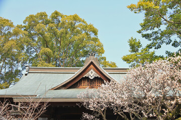 Beautiful Ebisu Shrine with Cherry Blossom, Kumamoto, Japan