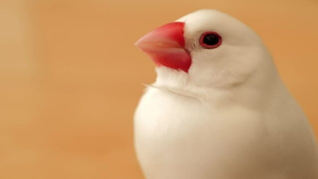 見つめる白文鳥　White sparrow staring at you