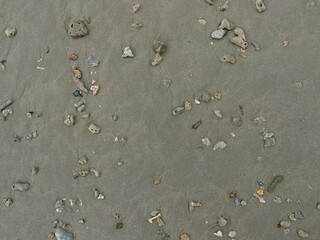 Seashells and coral pieces on the grey sand beach background