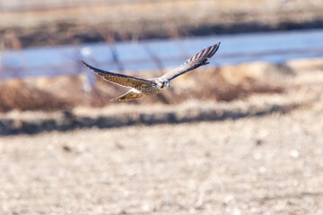 狩りのために飛翔する美しいウスハヤブサ（ハヤブサ科）。

日本国栃木県栃木市、渡良瀬遊水地にて。
ラムサール条約登録地。
2024年2月3日撮影。

Beautiful USU-Peregrine Falcon (Subspecies of falcons) (Falco peregrinus calidus, family comprising Falco falcons) in flight 