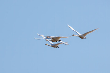 早朝、ねぐらから一斉に飛び立つ美しいオオハクチョウ（ガンカモ科）の群れ。

日本国栃木県栃木市、渡良瀬遊水地にて。
ラムサール条約登録地。
2024年2月3日撮影。

A flock of beautiful whooper swans (Cygnus cygnus, family comprising Anatidae) flying simultaneously from their roos