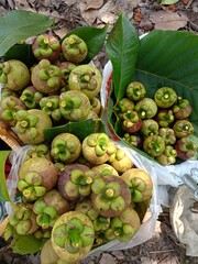 Mangosteen, a sweet, purple fruit from a Thai garden.