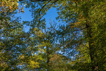 Fotospaziergang durch den Wald im November 2022