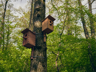 A birdhouse is attached to the trunk of an adult pine tree, there is forest and lush greenery all around, the birdhouses will become a cozy home for birds
